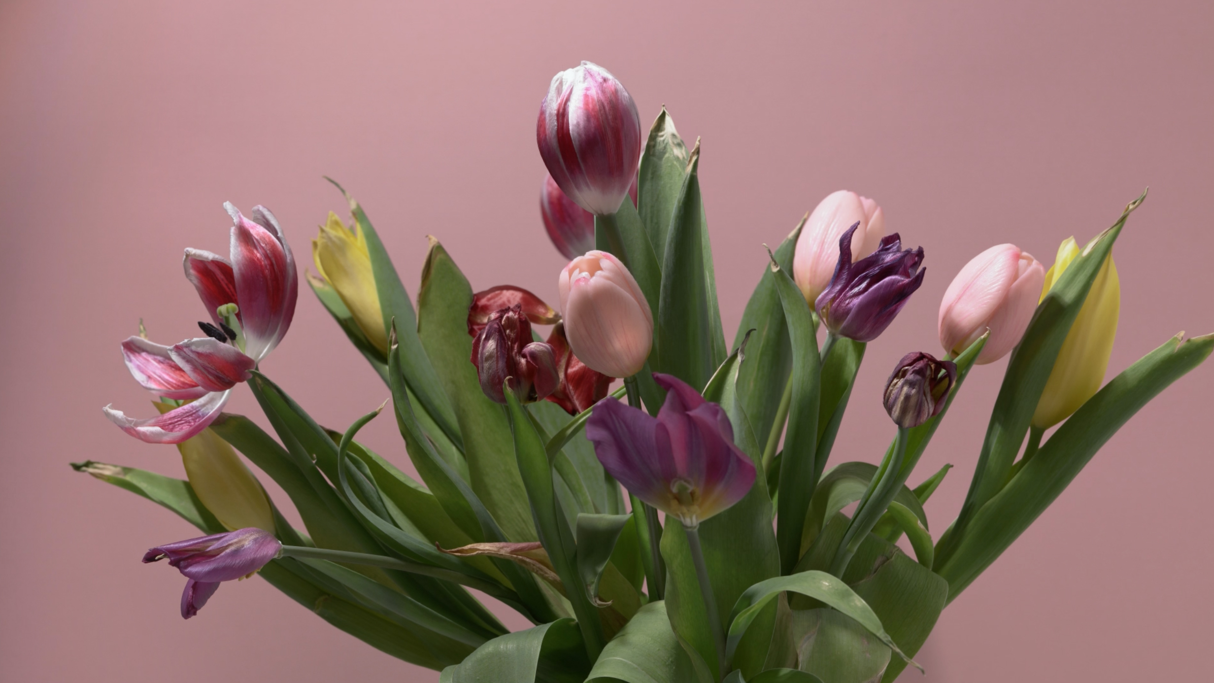 Gezüchtet für Performance, Nr. 5, 2026